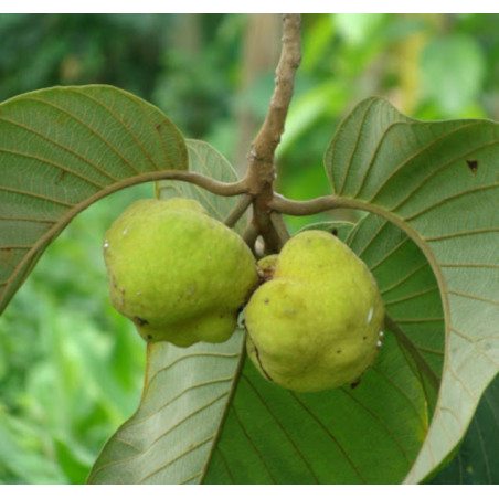 CHLEBOWIEC LAKOOCHA Artocarpus lakoocha
