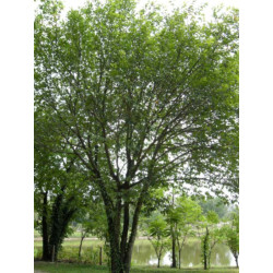 CHLEBOWIEC LAKOOCHA Artocarpus lakoocha