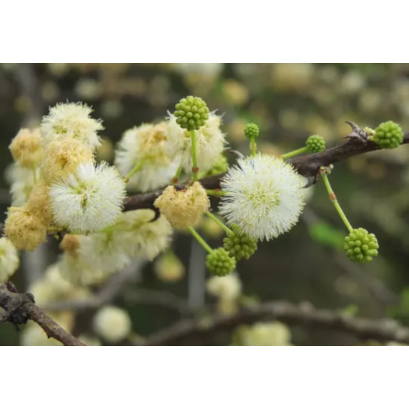 CIERŃ PARASOLOWY Acacia planifrons