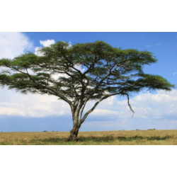 CIERŃ PARASOLOWY Acacia planifrons