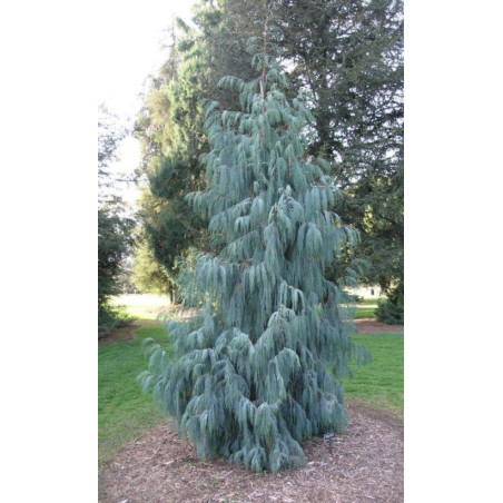 CYPRYS BUTANOWY  Cupressus cashmeriana