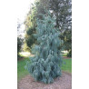 CYPRYS BUTANOWY  Cupressus cashmeriana