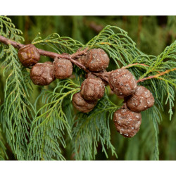 CYPRYS BUTANOWY  Cupressus cashmeriana