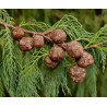 CYPRYS BUTANOWY  Cupressus cashmeriana