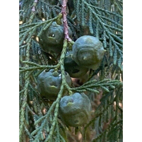 Cupressus funebris