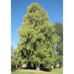 Cupressus funebris
