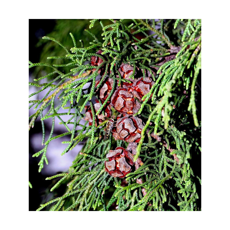 CYPRYS HIMALAJSKI Cupressus torulosa