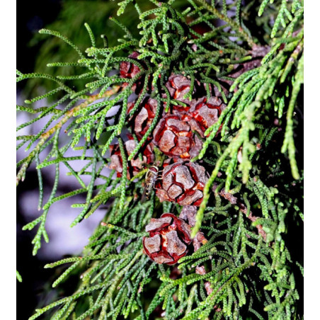 CYPRYS HIMALAJSKI Cupressus torulosa