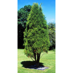 CYPRYS HIMALAJSKI Cupressus torulosa