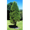 CYPRYS HIMALAJSKI Cupressus torulosa