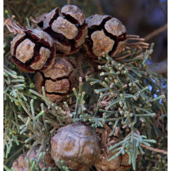 CYPRYS WIECZNIE ZIELONY Cupressus sempervirens