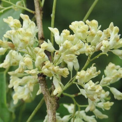 DALBERGIA ASSAMICA Dalbergia assamica