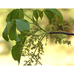 DREWNO BISKUPIE  Bischofia javanica