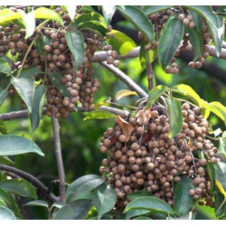 DREWNO BISKUPIE  Bischofia javanica