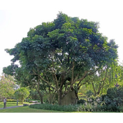 DREWNO BISKUPIE  Bischofia javanica