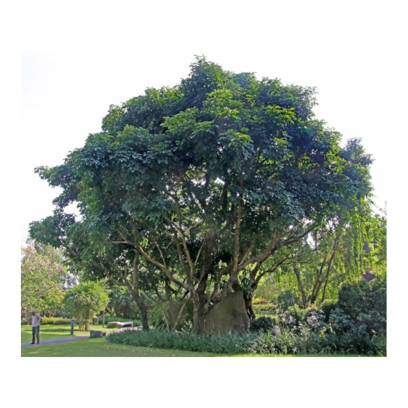 DREWNO BISKUPIE  Bischofia javanica