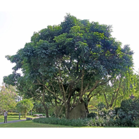 DREWNO BISKUPIE  Bischofia javanica