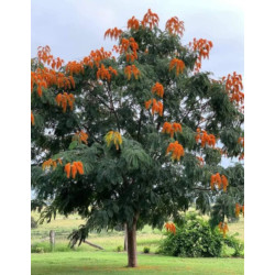 DRZEWO CHWAŁY  Colvillea racemosa