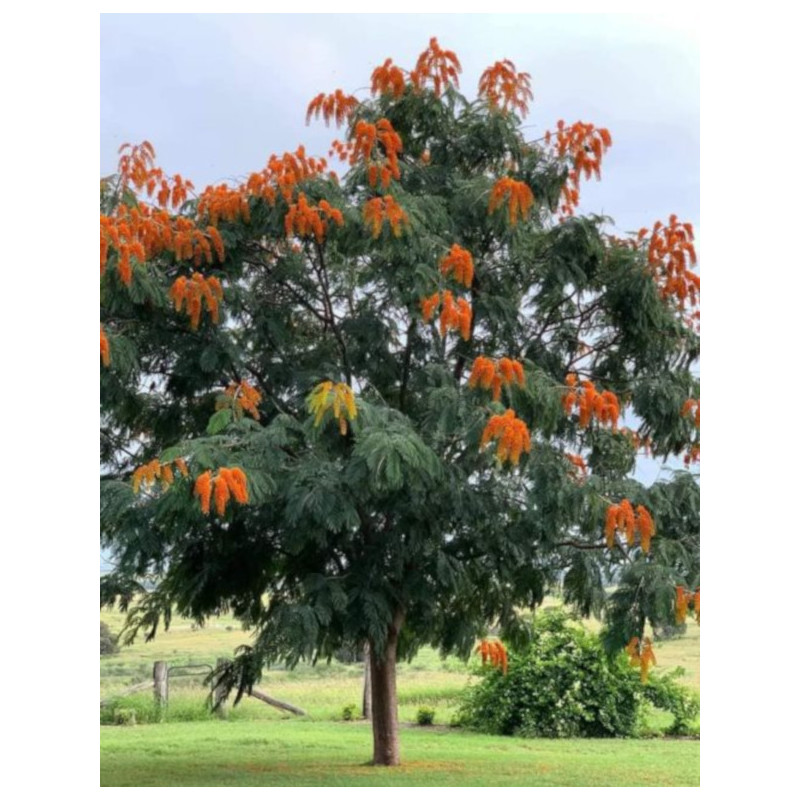 DRZEWO CHWAŁY  Colvillea racemosa