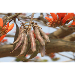 DRZEWO KORALOWE Erythrina suberosa