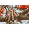 DRZEWO KORALOWE Erythrina suberosa