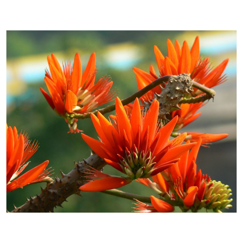 DRZEWO KORALOWE Erythrina suberosa