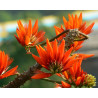 DRZEWO KORALOWE Erythrina suberosa