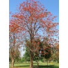 DRZEWO KORALOWE Erythrina suberosa