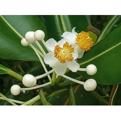 DRZEWO TOMANU Calophyllum inophyllum