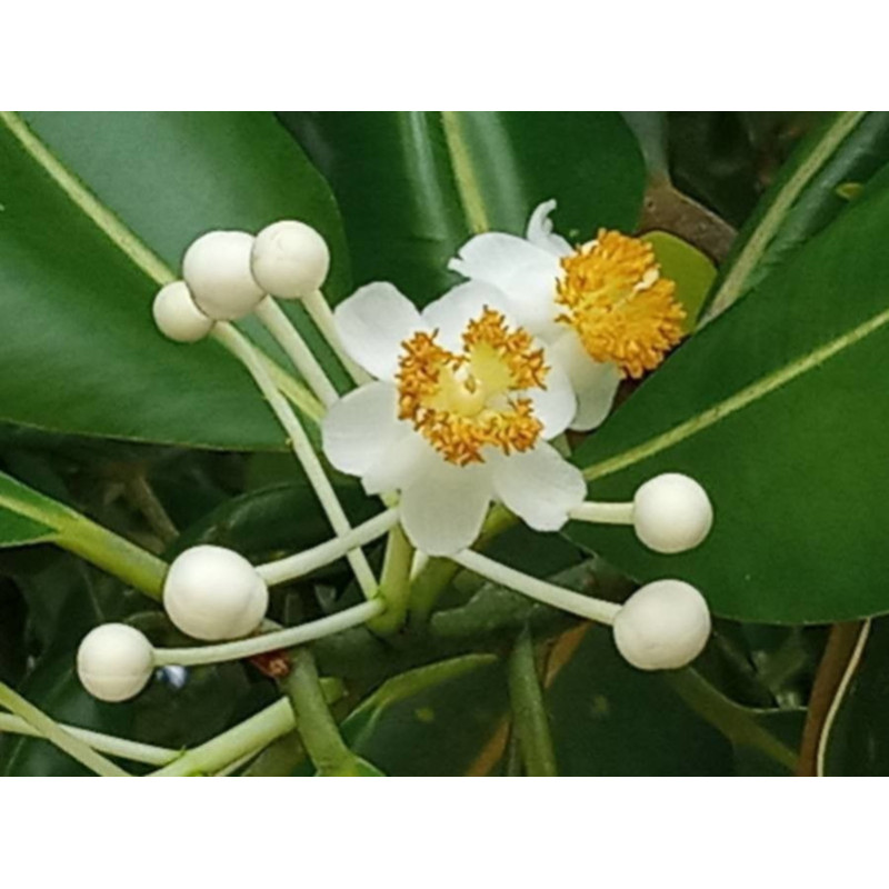 DRZEWO TOMANU Calophyllum inophyllum