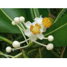 DRZEWO TOMANU Calophyllum inophyllum