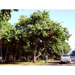 DRZEWO TOMANU Calophyllum inophyllum