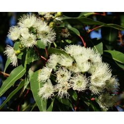 EUKALIPTUS CYTRYNOWY Eucalyptus citriodora