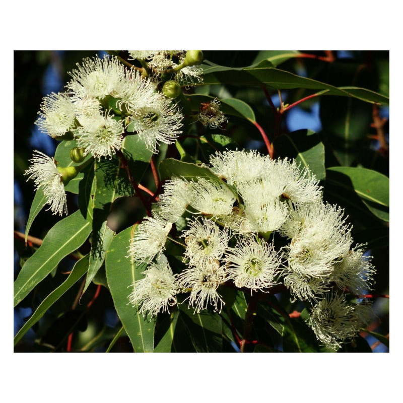 EUKALIPTUS CYTRYNOWY Eucalyptus citriodora
