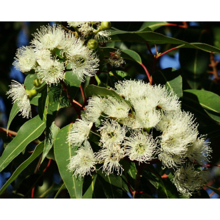 EUKALIPTUS CYTRYNOWY Eucalyptus citriodora
