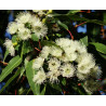 EUKALIPTUS CYTRYNOWY Eucalyptus citriodora