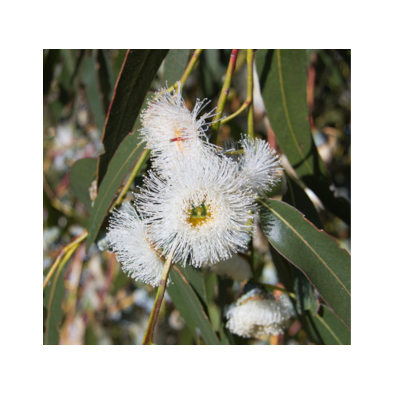 Eucalyptus globulus