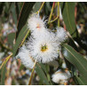 Eucalyptus globulus