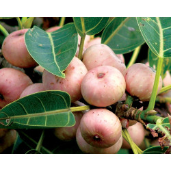 FICUS INFECTORIA Ficus infectoria