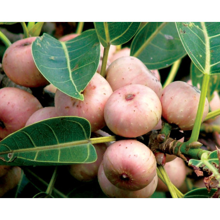 FICUS INFECTORIA Ficus infectoria