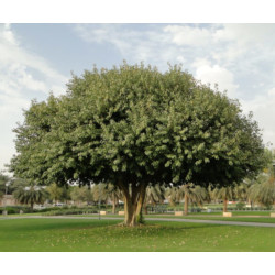 FICUS INFECTORIA Ficus infectoria