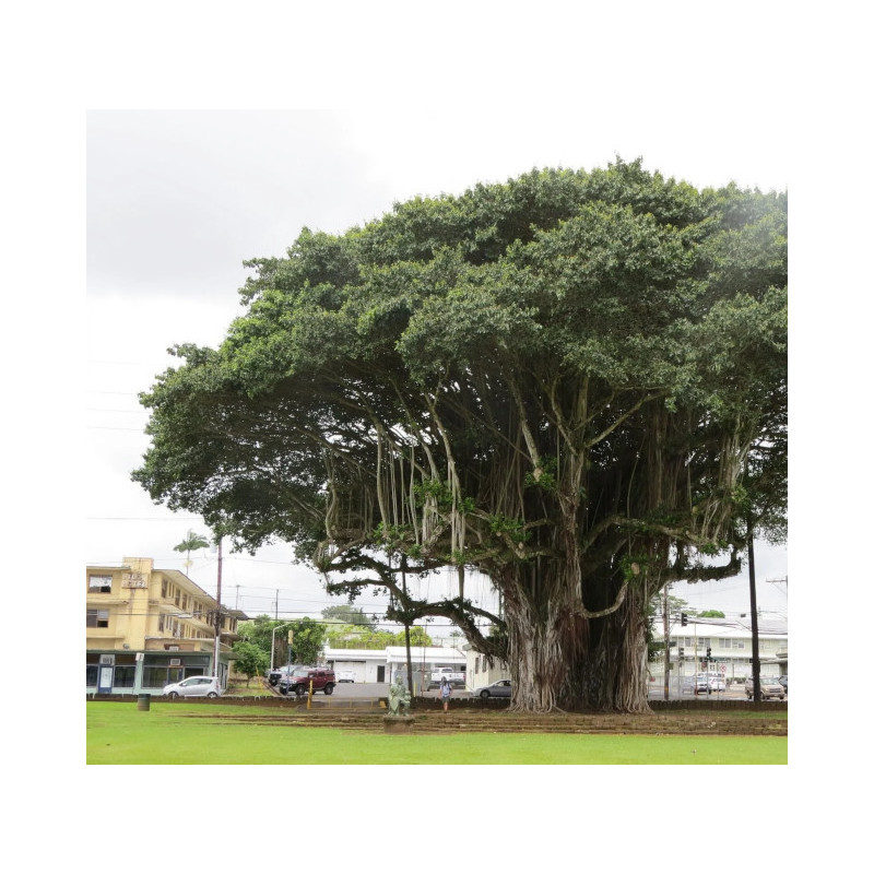 FIGOWIEC BENGALSKI Ficus benghalensis