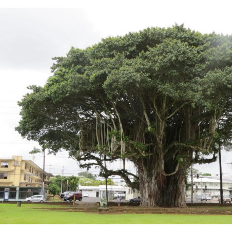 FIGOWIEC BENGALSKI Ficus benghalensis