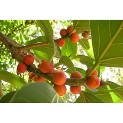 FIGOWIEC BENGALSKI Ficus benghalensis