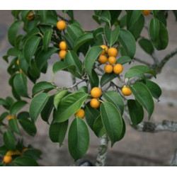FIGOWIEC BENJAMINA Ficus benjamina