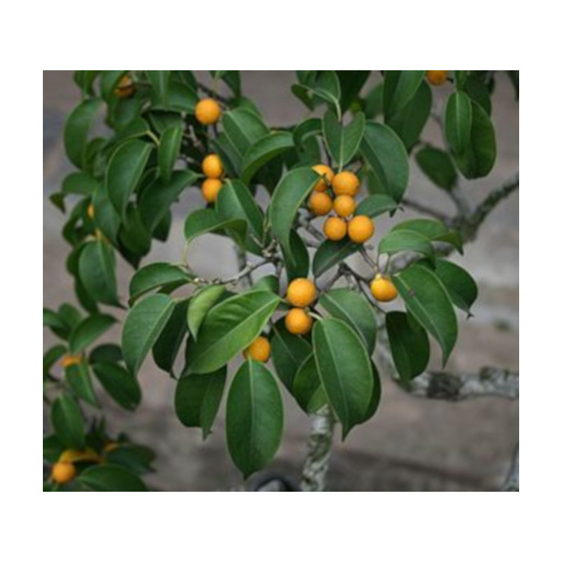 FIGOWIEC BENJAMINA Ficus benjamina