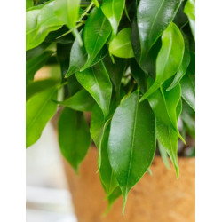 FIGOWIEC BENJAMINA Ficus benjamina