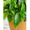 FIGOWIEC BENJAMINA Ficus benjamina