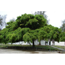 FIGOWIEC BENJAMINA Ficus benjamina