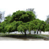 FIGOWIEC BENJAMINA Ficus benjamina